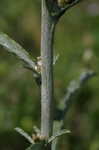 Spoon-leaf purple everlasting